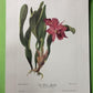 10 Andrey Avinoff Pinx Orchid Art Prints, 23x17 Floral Lithograph Plates 31-40