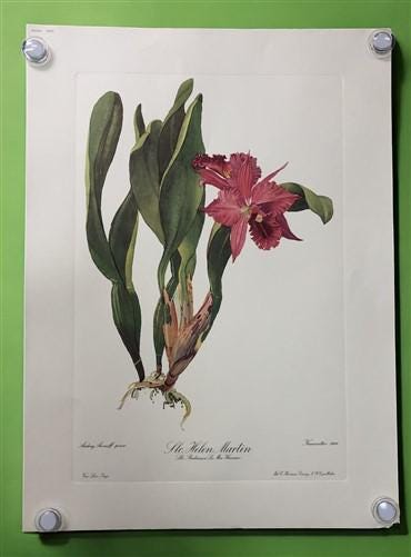 10 Andrey Avinoff Pinx Orchid Art Prints, 23x17 Floral Lithograph Plates 31-40