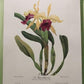 10 Andrey Avinoff Pinx Orchid Art Prints, 23x17 Floral Lithograph Plates 1-10