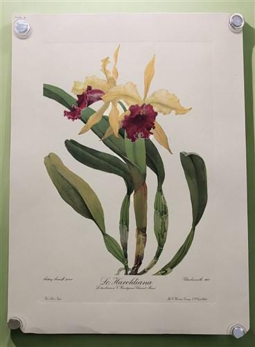 10 Andrey Avinoff Pinx Orchid Art Prints, 23x17 Floral Lithograph Plates 1-10