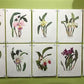 10 Andrey Avinoff Pinx Orchid Art Prints, 23x17 Floral Lithograph Plates 21-30