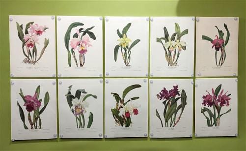 10 Andrey Avinoff Pinx Orchid Art Prints, 23x17 Floral Lithograph Plates 21-30