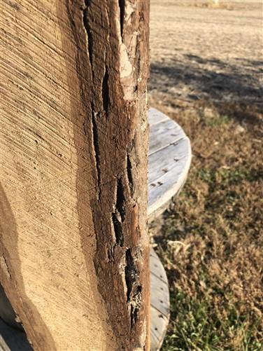 Live Edge Raw Board, Natural Unfinished Sawn Wood Lumber, Rustic Hardwood P,