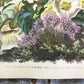 4 Floral Art Prints, Magnolias, Alamandar, Liserons, Bruyere, Vintage Wall Art