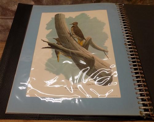 Richard Sloan Wildlife Bird Art Prints, 10 Lithograph Plates Matted 4 Framing G,