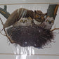 Richard Sloan Original Lithograph Folio, 25 Matted North American Bird Plates A,