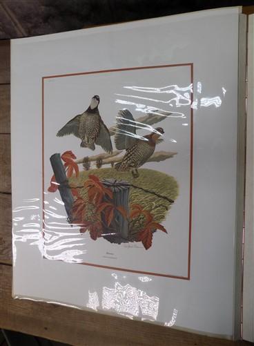 Richard Sloan Original Lithograph Folio, 41 Matted North American Bird Plates C,