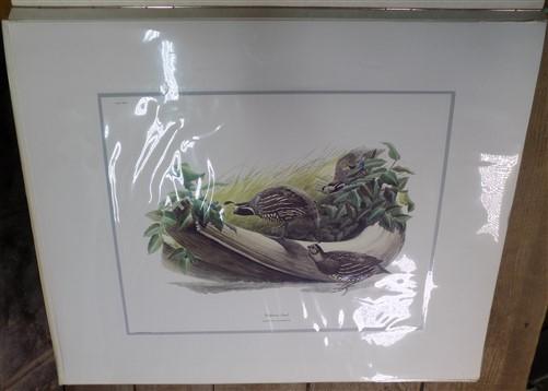 Richard Sloan Original Lithograph Folio, 41 Matted North American Bird Plates C,