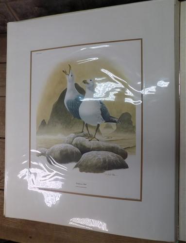 Richard Sloan Original Lithograph Folio, 41 Matted North American Bird Plates C,