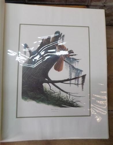 Richard Sloan Original Lithograph Folio, 29 Matted North American Bird Plates E,