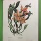 10 Andrey Avinoff Pinx Orchid Art Prints, 23x17 Floral Lithograph Plates 31-40