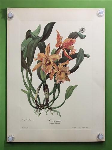 10 Andrey Avinoff Pinx Orchid Art Prints, 23x17 Floral Lithograph Plates 31-40