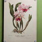 10 Andrey Avinoff Pinx Orchid Art Prints, 23x17 Floral Lithograph Plates 21-30