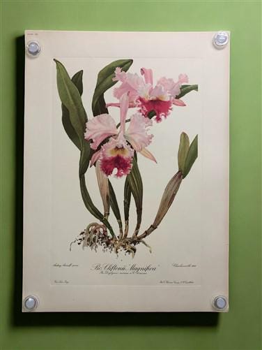 10 Andrey Avinoff Pinx Orchid Art Prints, 23x17 Floral Lithograph Plates 21-30