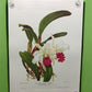 10 Andrey Avinoff Pinx Orchid Art Prints, 23x17 Floral Lithograph Plates 21-30