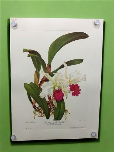 10 Andrey Avinoff Pinx Orchid Art Prints, 23x17 Floral Lithograph Plates 21-30