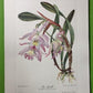 10 Andrey Avinoff Pinx Orchid Art Prints, 23x17 Floral Lithograph Plates 11-20