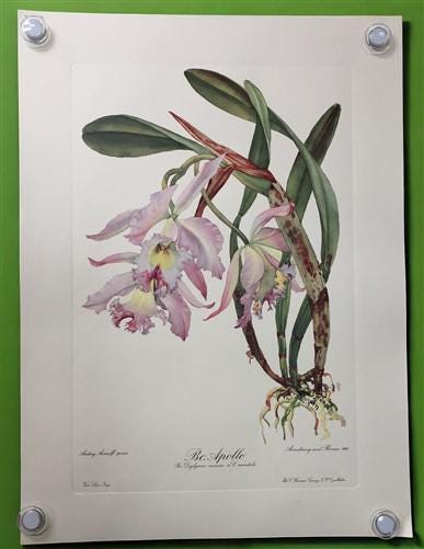 10 Andrey Avinoff Pinx Orchid Art Prints, 23x17 Floral Lithograph Plates 11-20