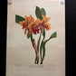 10 Andrey Avinoff Pinx Orchid Art Prints, 23x17 Floral Lithograph Plates 41-50