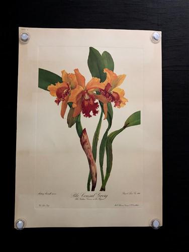 10 Andrey Avinoff Pinx Orchid Art Prints, 23x17 Floral Lithograph Plates 41-50