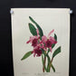 10 Andrey Avinoff Pinx Orchid Art Prints, 23x17 Floral Lithograph Plates 41-50