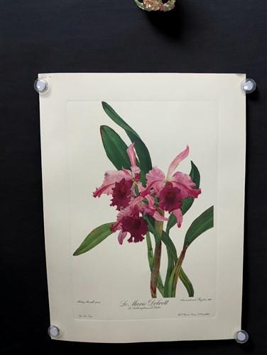 10 Andrey Avinoff Pinx Orchid Art Prints, 23x17 Floral Lithograph Plates 41-50