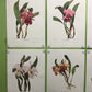 10 Andrey Avinoff Pinx Orchid Art Prints, 23x17 Floral Lithograph Plates 11-20