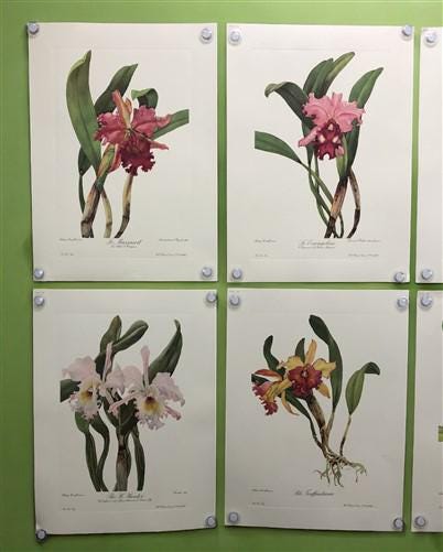 10 Andrey Avinoff Pinx Orchid Art Prints, 23x17 Floral Lithograph Plates 11-20