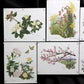 10 Maryrose Wampler Signed Prints, 28x22 Wade Collection Lithograph Plates 11-20