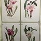 10 Andrey Avinoff Pinx Orchid Art Prints, 23x17 Floral Lithograph Plates 21-30