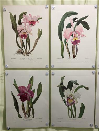 10 Andrey Avinoff Pinx Orchid Art Prints, 23x17 Floral Lithograph Plates 21-30