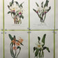 10 Andrey Avinoff Pinx Orchid Art Prints, 23x17 Floral Lithograph Plates 31-40