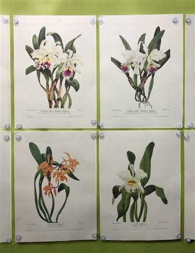 10 Andrey Avinoff Pinx Orchid Art Prints, 23x17 Floral Lithograph Plates 31-40