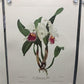 10 Andrey Avinoff Pinx Orchid Art Prints, 23x17 Floral Lithograph Plates 41-50