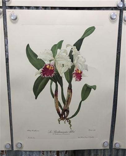 10 Andrey Avinoff Pinx Orchid Art Prints, 23x17 Floral Lithograph Plates 41-50