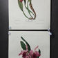 10 Andrey Avinoff Pinx Orchid Art Prints, 23x17 Floral Lithograph Plates 41-50