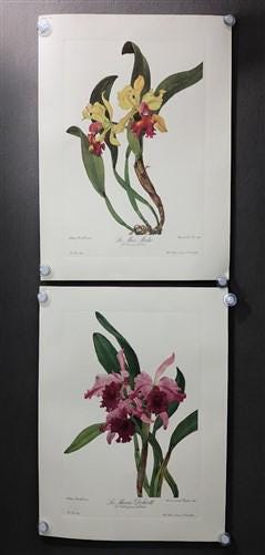 10 Andrey Avinoff Pinx Orchid Art Prints, 23x17 Floral Lithograph Plates 41-50