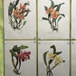 10 Andrey Avinoff Pinx Orchid Art Prints, 23x17 Floral Lithograph Plates 31-40