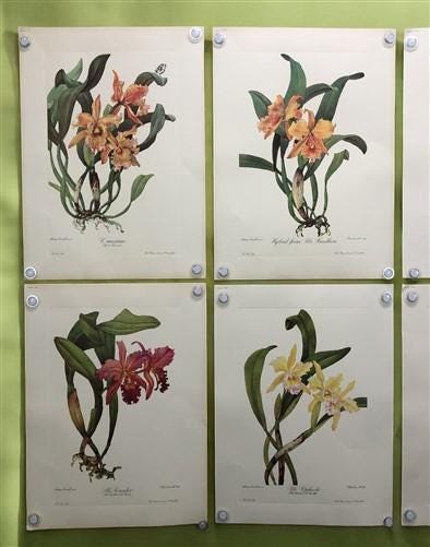 10 Andrey Avinoff Pinx Orchid Art Prints, 23x17 Floral Lithograph Plates 31-40