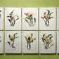 10 Andrey Avinoff Pinx Orchid Art Prints, 23x17 Floral Lithograph Plates 1-10