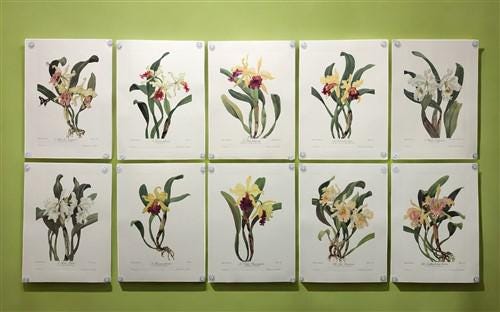 10 Andrey Avinoff Pinx Orchid Art Prints, 23x17 Floral Lithograph Plates 1-10