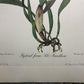 10 Andrey Avinoff Pinx Orchid Art Prints, 23x17 Floral Lithograph Plates 31-40