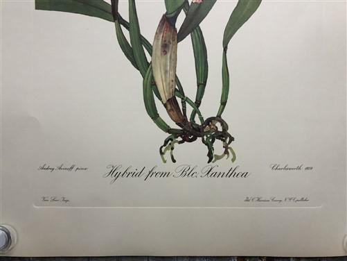 10 Andrey Avinoff Pinx Orchid Art Prints, 23x17 Floral Lithograph Plates 31-40