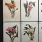 10 Andrey Avinoff Pinx Orchid Art Prints, 23x17 Floral Lithograph Plates 41-50