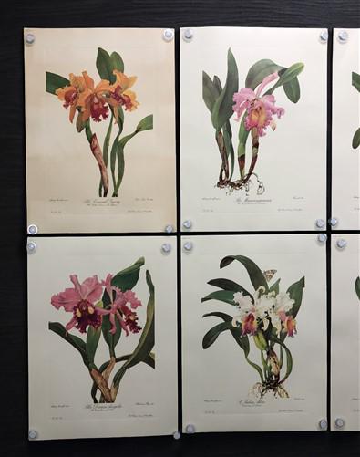 10 Andrey Avinoff Pinx Orchid Art Prints, 23x17 Floral Lithograph Plates 41-50