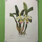 10 Andrey Avinoff Pinx Orchid Art Prints, 23x17 Floral Lithograph Plates 21-30