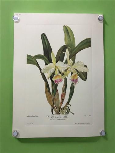 10 Andrey Avinoff Pinx Orchid Art Prints, 23x17 Floral Lithograph Plates 21-30