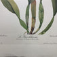 10 Andrey Avinoff Pinx Orchid Art Prints, 23x17 Floral Lithograph Plates 1-10