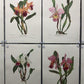 10 Andrey Avinoff Pinx Orchid Art Prints, 23x17 Floral Lithograph Plates 41-50