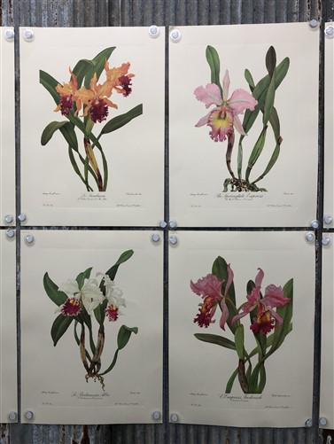 10 Andrey Avinoff Pinx Orchid Art Prints, 23x17 Floral Lithograph Plates 41-50